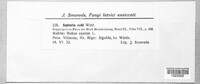 Mycosphaerella rubi image